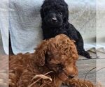 Small #1 Poodle (Toy)