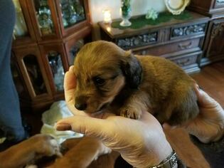 Dachshund Puppy for sale in NEW WINDSOR, NY, USA