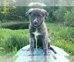 Small #2 German Shepherd Dog