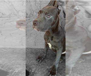 Cane Corso Puppy for sale in HOLIDAY, FL, USA