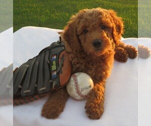 Goldendoodle (Miniature) Puppy for sale in HANCOCK, MN, USA
