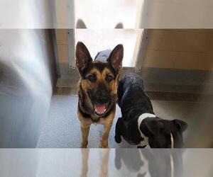 German Shepherd Dog Dogs for adoption in Orange, CA, USA