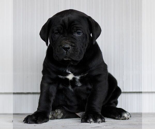 Medium Photo #3 Cane Corso Puppy For Sale in LANCASTER, PA, USA