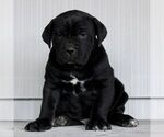 Small #2 Cane Corso