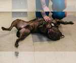 Small #4 American Pit Bull Terrier