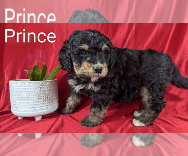 Medium Photo #20 Bernedoodle Puppy For Sale in CANON CITY, CO, USA