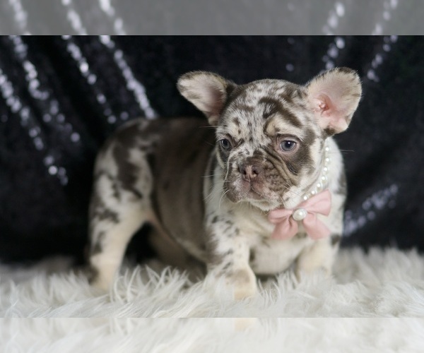 Medium Photo #5 French Bulldog Puppy For Sale in WARSAW, IN, USA