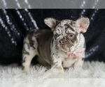 Small #4 French Bulldog