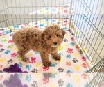 Small #13 Cock-A-Poo-Poodle (Miniature) Mix
