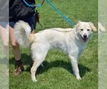Small #2 Golden Pyrenees