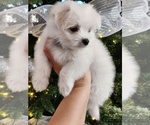 Small Photo #4 Maltese Puppy For Sale in HARRISONBURG, VA, USA