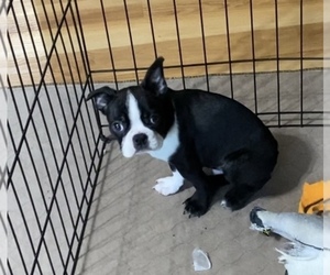 Boston Terrier Puppy for Sale in GLOUCESTER, Virginia USA