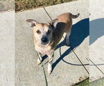 Small #2 Labrador Retriever Mix