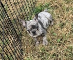 Small Photo #4 French Bulldog Puppy For Sale in TRACYS LANDING, MD, USA