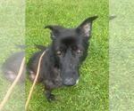 Small #1 Eurasier Mix