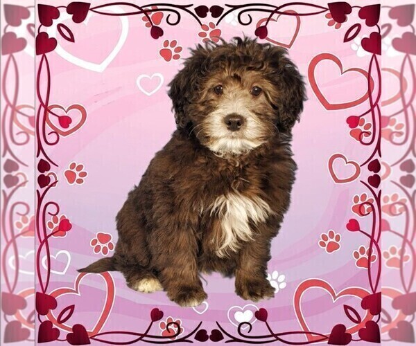 Medium Photo #6 Bernedoodle (Miniature) Puppy For Sale in PEYTON, CO, USA