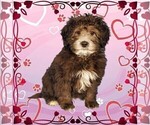 Small Photo #6 Bernedoodle (Miniature) Puppy For Sale in PEYTON, CO, USA
