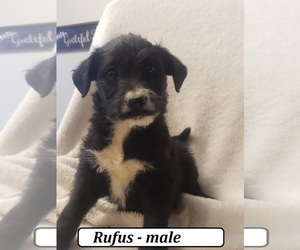 Bordoodle Puppy for sale in CLARKRANGE, TN, USA