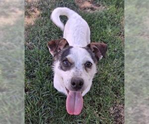 Chihuahua Dogs for adoption in Bakersfield, CA, USA