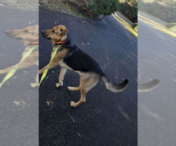 Medium Photo #9 German Shepherd Dog-Great Dane Mix Puppy For Sale in Winston Salem, NC, USA