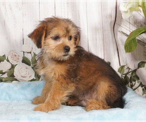 Shorkie Tzu Puppy for sale in PENNS CREEK, PA, USA