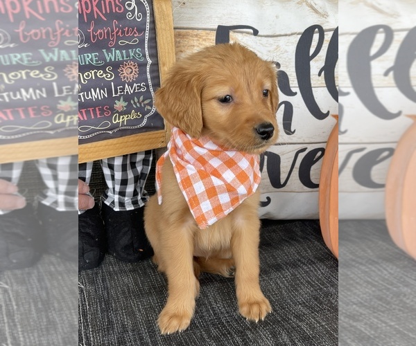 Medium Photo #4 Golden Retriever Puppy For Sale in CENTRAL CITY, KY, USA