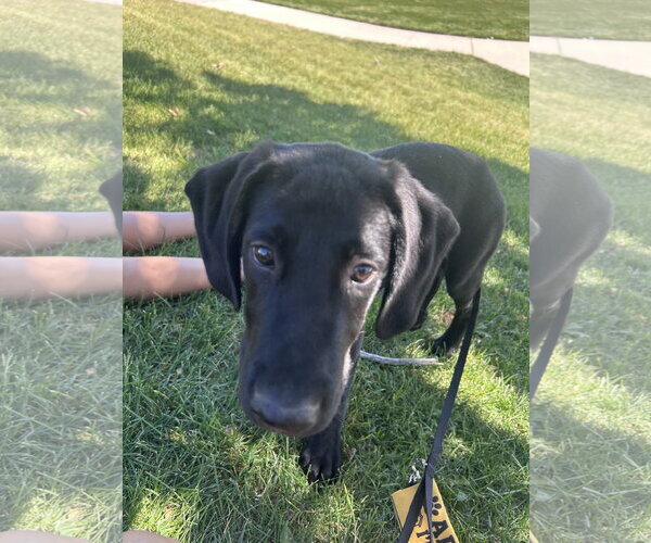 Medium Photo #3 Labrador Retriever-Unknown Mix Puppy For Sale in Sandy, UT, USA