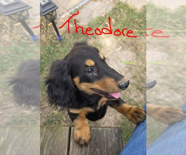 Medium Photo #3 Dachshund Puppy For Sale in HALF WAY, MO, USA