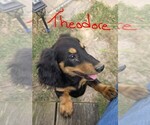 Small #2 Dachshund