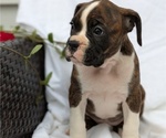 Small #2 Boxer