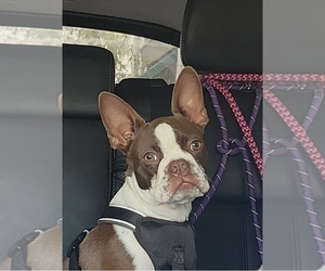 Father of the Boston Terrier puppies born on 07/08/2025