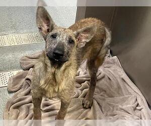 Mutt Dogs for adoption in Orange, CA, USA