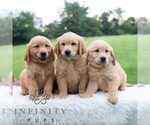 Small #5 Golden Retriever