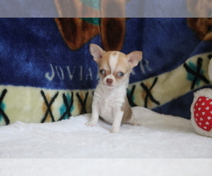 Chihuahua Puppy for sale in LONG ISLAND CITY, NY, USA