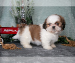 Small Photo #2 Shih Tzu Puppy For Sale in CLARE, MI, USA