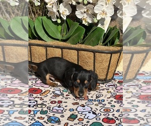 Medium Dachshund
