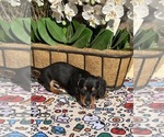 Puppy 3 Dachshund