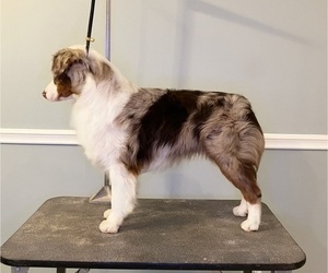 Father of the Miniature American Shepherd puppies born on 09/20/2025