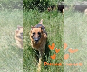 German Shepherd Dog Dogs for adoption in Monte Vista, CO, USA