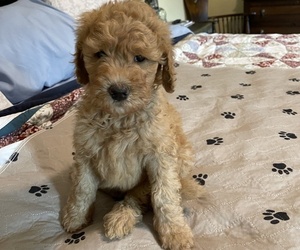 Poodle (Standard) Puppy for sale in MADISON, AL, USA
