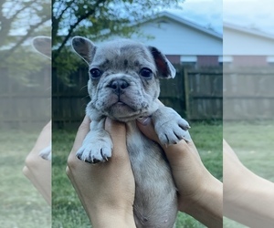 French Bulldog Puppy for sale in MONETT, MO, USA