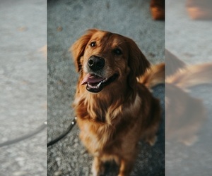 Mother of the Golden Retriever puppies born on 10/28/2022