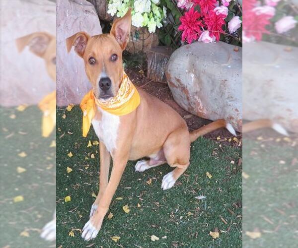 Medium Photo #2 Mutt Puppy For Sale in Oklahoma City, OK, USA