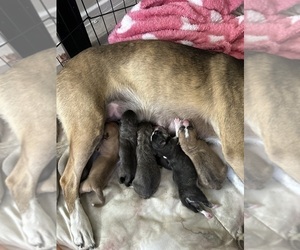 American Pit Bull Terrier-Siberian Husky Mix Puppy for sale in ALEXANDRIA, VA, USA