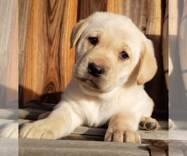 Medium Photo #4 Labrador Retriever Puppy For Sale in HARRISON, AR, USA