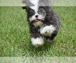 Small #3 Shih Tzu