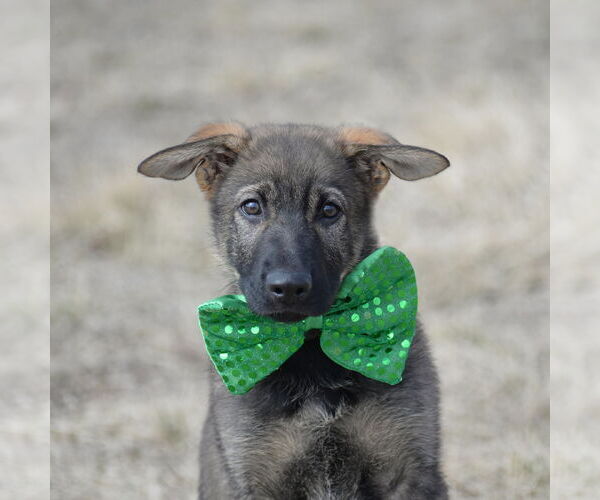 Medium Photo #11 German Shepherd Dog Puppy For Sale in Gretna, NE, USA