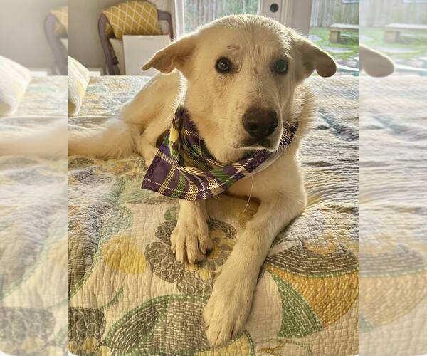 Medium Photo #3 - Mix Puppy For Sale in Hoffman Estates, IL, USA