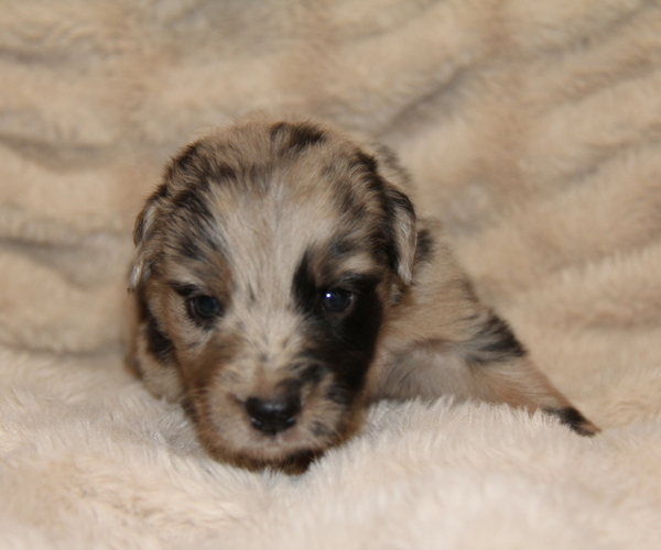 Medium Photo #1 Australian Shepherd Puppy For Sale in STEWART, MS, USA