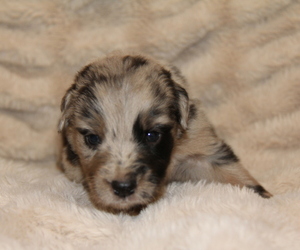 Australian Shepherd Puppy for sale in STEWART, MS, USA
